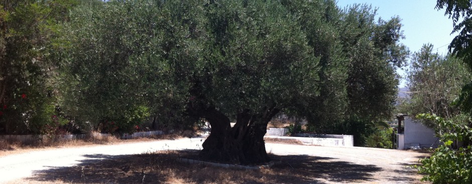 Ein Stück Kreta auch für Dich ....